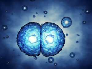 mitosis